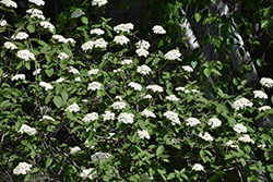 Wayfaring Tree (Viburnum lantana) at Lakeshore Garden Centres