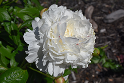 Festiva Maxima Peony (Paeonia 'Festiva Maxima') at Lakeshore Garden Centres