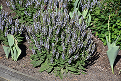 Bumblesky Meadow Sage (Salvia nemorosa 'Bumblesky') at Lakeshore Garden Centres