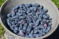 Sugar Mountain Blue Honeyberry (Lonicera caerulea 'Dolce Vita') at Stonegate Gardens