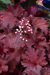 Forever Red Coral Bells (Heuchera 'Forever Red') at Lakeshore Garden Centres