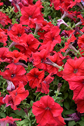 Dreams Red Petunia (Petunia 'Dreams Red') at Stonegate Gardens