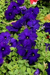 Pretty Flora Midnight Petunia (Petunia 'Pretty Flora Midnight') at Lakeshore Garden Centres