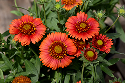 SpinTop Red Blanket Flower (Gaillardia aristata 'SpinTop Red') at Lakeshore Garden Centres