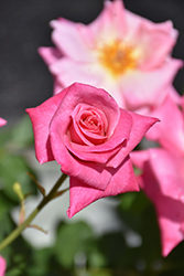 Pink Parfait Rose (Rosa 'Pink Parfait') at Stonegate Gardens