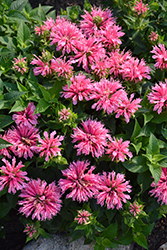 Pink Lace Beebalm (Monarda didyma 'Pink Lace') at A Very Successful Garden Center
