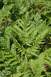 Bracken Fern (Pteridium aquilinum) at Lakeshore Garden Centres