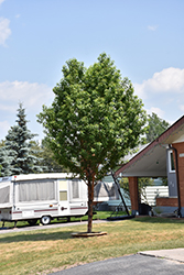 Klondike Amur Cherry (Prunus maackii 'Jefdike') at Lakeshore Garden Centres
