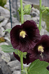 Black Beauty Hollyhock (Alcea rosea 'Black Beauty') at A Very Successful Garden Center