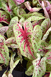 Miss Muffet Caladium (Caladium 'Miss Muffet') at Lakeshore Garden Centres