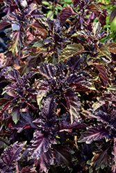 Purple Ruffles Basil (Ocimum basilicum 'Purple Ruffles') at Stonegate Gardens