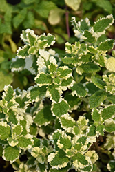 Variegated Pineapple Mint (Mentha suaveolens 'Variegata') at Lakeshore Garden Centres
