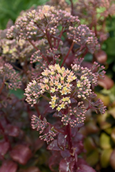 Peach Pearls Stonecrop (Sedum telephium 'Peach Pearls') at Lakeshore Garden Centres