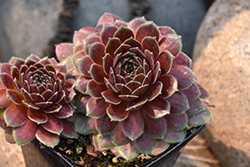 Chick Charms Berry Bomb Hens And Chicks (Sempervivum 'Berry Bomb') at Lakeshore Garden Centres