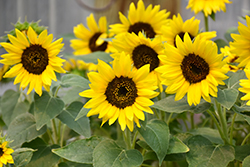 Choco Sun Sunflower (Helianthus annuus 'Choco Sun') at Stonegate Gardens