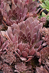 Chick Charms Chocolate Kiss Hens And Chicks (Sempervivum 'Chocolate Kiss') at A Very Successful Garden Center