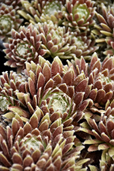 Chick Charms Cosmic Candy Hens And Chicks (Sempervivum 'Cosmic Candy') at Stonegate Gardens