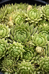 Chick Charms Key Lime Kiss Hens And Chicks (Sempervivum 'Key Lime Kiss') at A Very Successful Garden Center