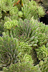 Chick Charms Appletini Hens And Chicks (Sempervivum 'Reinhard') at Lakeshore Garden Centres