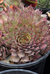Chick Charms Autumn Apple Hens And Chicks (Sempervivum 'Autumn Apple') at Stonegate Gardens
