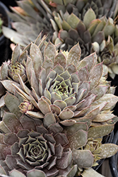 Chick Charms Grape Galaxy Hens And Chicks (Sempervivum 'Grape Galaxy') at Lakeshore Garden Centres