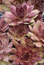 Chick Charms Strawberry Kiwi Hens And Chicks (Sempervivum 'Strawberry Kiwi') at Lakeshore Garden Centres