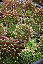 Chick Charms Cinnamon Starburst Hens And Chicks (Sempervivum 'Cinnamon Starburst') at A Very Successful Garden Center