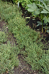 English Thyme (Thymus vulgaris 'English') at A Very Successful Garden Center