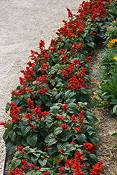Red Hot Sally II Salvia (Salvia splendens 'Red Hot Sally II') at Lakeshore Garden Centres