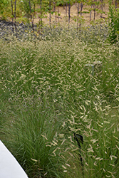 Blue Grama (Bouteloua gracilis) at Lakeshore Garden Centres