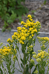 Stiff Goldenrod (Solidago rigida) at Lakeshore Garden Centres