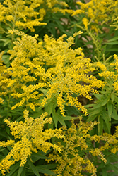 Golden Baby Goldenrod (Solidago 'Goldkind') at A Very Successful Garden Center