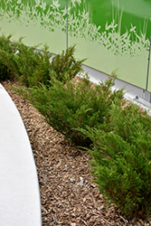 Savin Juniper (Juniperus sabina) at Lakeshore Garden Centres