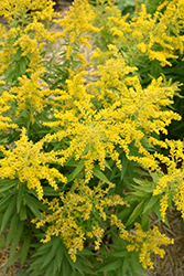 Little Miss Sunshine Goldenrod (Solidago canadensis 'Little Miss Sunshine') at Lakeshore Garden Centres