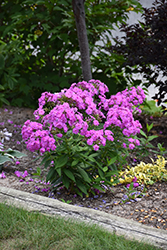 Flame Lilac Garden Phlox (Phlox paniculata 'Flame Lilac') at A Very Successful Garden Center
