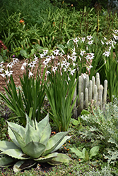 Abyssinian Gladiolus (Gladiolus murielae) at A Very Successful Garden Center