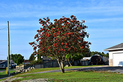 Showy Mountain Ash (Sorbus decora) at Lakeshore Garden Centres