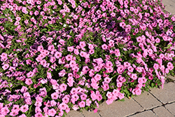 Easy Wave Pink Passion Petunia (Petunia 'Easy Wave Pink Passion') at Stonegate Gardens