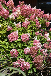 Vanilla Strawberry Hydrangea (Hydrangea paniculata 'Renhy') at Lakeshore Garden Centres