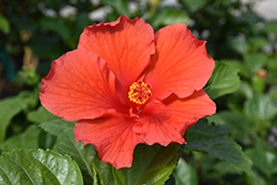 Orange Hibiscus (Hibiscus rosa-sinensis 'Orange') at Stonegate Gardens