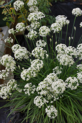 Garlic Chives (Allium tuberosum) at Lakeshore Garden Centres