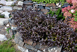 Tango Weigela (Weigela florida 'Tango') at Lakeshore Garden Centres