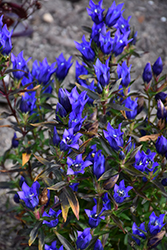 True Blue Gentian (Gentiana 'True Blue') at Stonegate Gardens