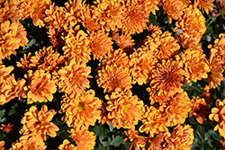 Cheryl Spicy Orange Chrysanthemum (Chrysanthemum 'Cheryl Spicy Orange') at Lakeshore Garden Centres