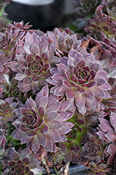 Chick Charms Chocolate Kiss Hens And Chicks (Sempervivum 'Chocolate Kiss') at A Very Successful Garden Center