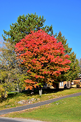 Red Maple (Acer rubrum) at Lakeshore Garden Centres