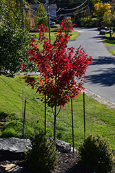 Prairie Rouge Red Maple (Acer rubrum 'Jefrouge') at Stonegate Gardens