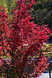 Prairie Rouge Red Maple (Acer rubrum 'Jefrouge') at Lakeshore Garden Centres