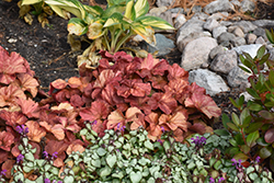 Northern Exposure Amber Coral Bells (Heuchera 'TNHEUNEA') at Lakeshore Garden Centres