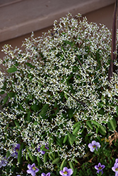 Breathless White Euphorbia (Euphorbia 'Balbrewite') at The Mustard Seed
